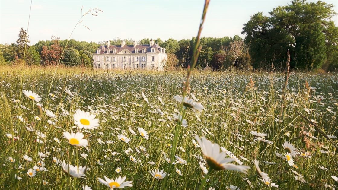 Chateau La Mothaye - appartement Loire vakantiehuis - wild daisy